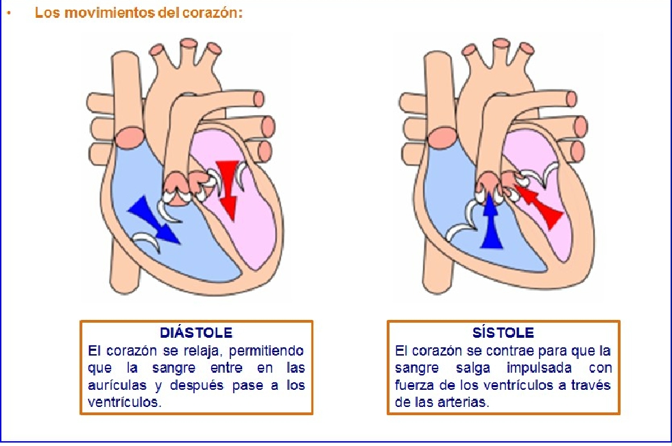 MOVIMIENTOS DEL CORAZÓN